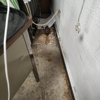 jucil-denuncia-ratas-y-falta-de-higiene-en-el-aeropuerto-de-barajas_int-1