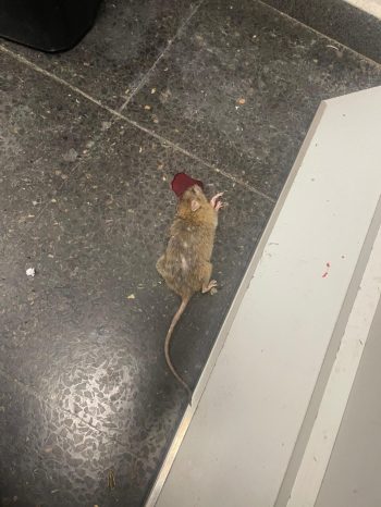 jucil-denuncia-ratas-y-falta-de-higiene-en-el-aeropuerto-de-barajas_int-2